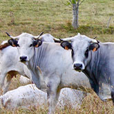 Viande bovine