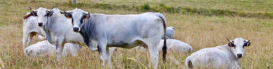 Viande bovine