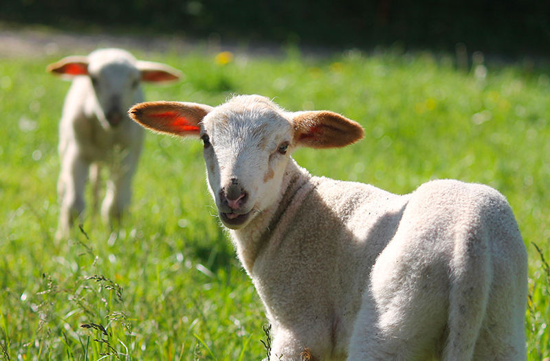 La ferme des Baillards