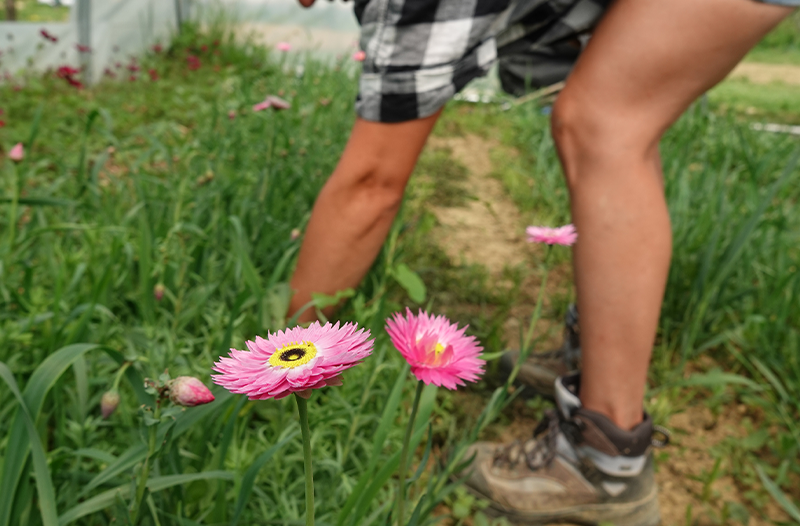 Les fleurs du Taychel