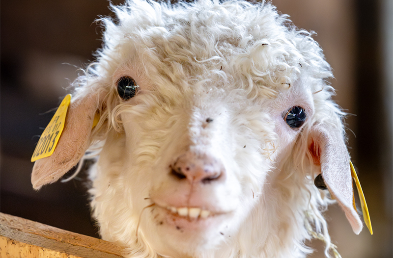 Au Mohair d'Alpy